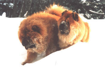Продаются щенки чау-чау питомника "Золотой медведь", родившиеся 24 января 2004 года.